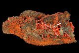 Bright Orange Crocoite Crystal Cluster - Tasmania #127948-1